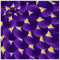 Стрейч атлас с принтом Ирисы Стрейч атлас с принтом Ирисы